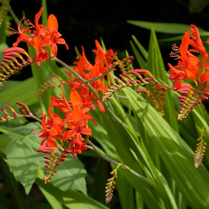 Crocosmia 'Walberton Miss Scarlet' Perennial Bedding