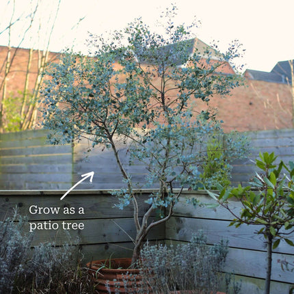 Standard Eucalyptus Tree | Eucalyptus gunnii Ornamental Trees