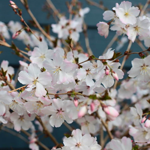 'The Bride' Cherry Blossom Tree | Prunus incisa Ornamental Trees