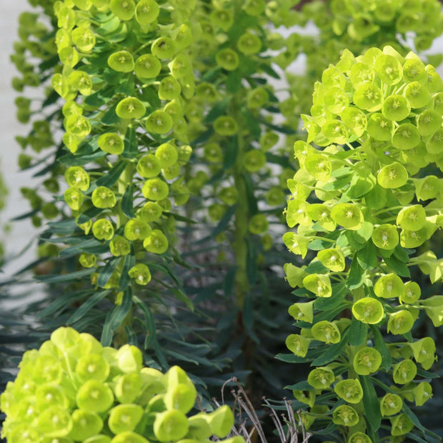 Euphorbia Robbiae Perennial Bedding