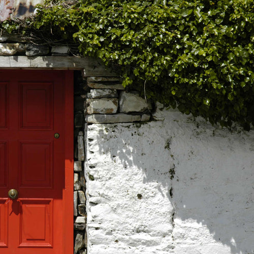 'Hibernica' Ivy | Hedera helix Climbing Plants