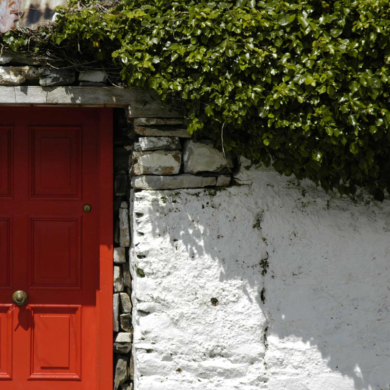 'Hibernica' Ivy | Hedera helix Climbing Plants