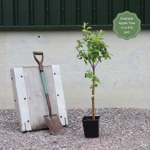 'Ecolette' Patio Apple Tree | 4.5L Pot Fruit Trees