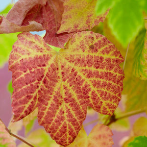 Teinturier Grape | Vitis vinifera 'Purpurea' Climbing Plants