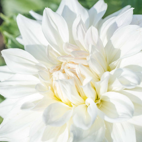 Dahlia 'Fluerel' Perennial Bedding