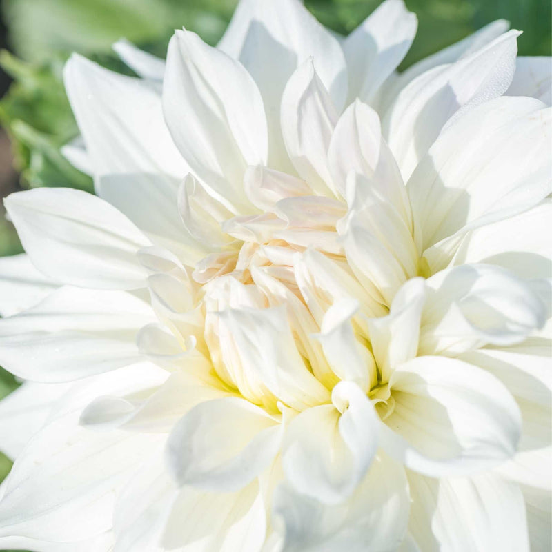 Dahlia 'Fluerel' Perennial Bedding