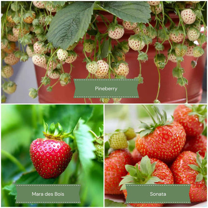 Strawberries for Hanging Baskets | Grower's Choice Soft Fruit
