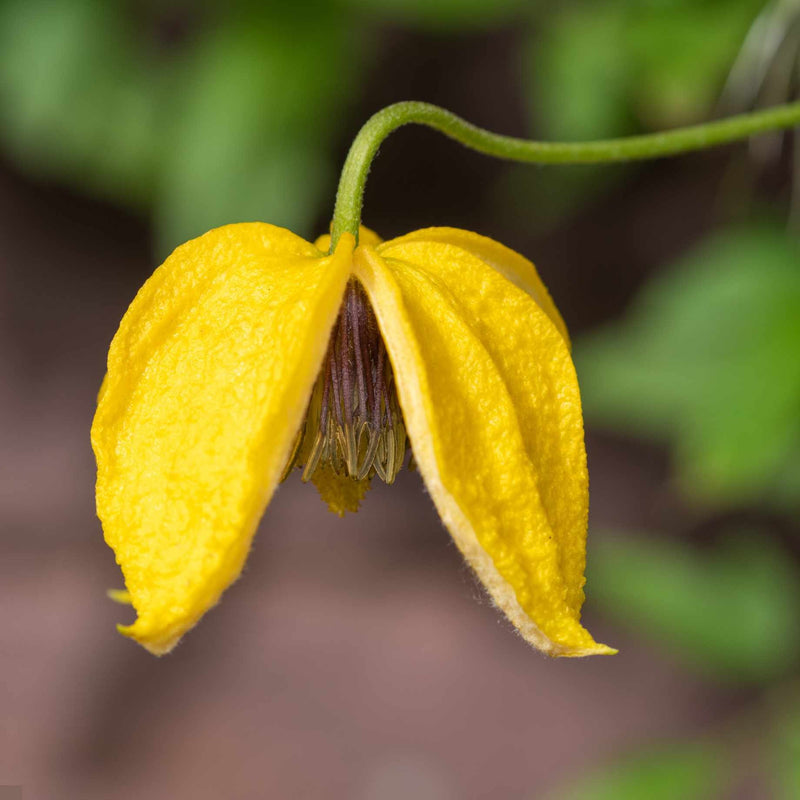 Clematis 'Golden Tiara' Climbing Plants
