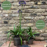 Agapanthus 'Silver Baby' Perennial Bedding