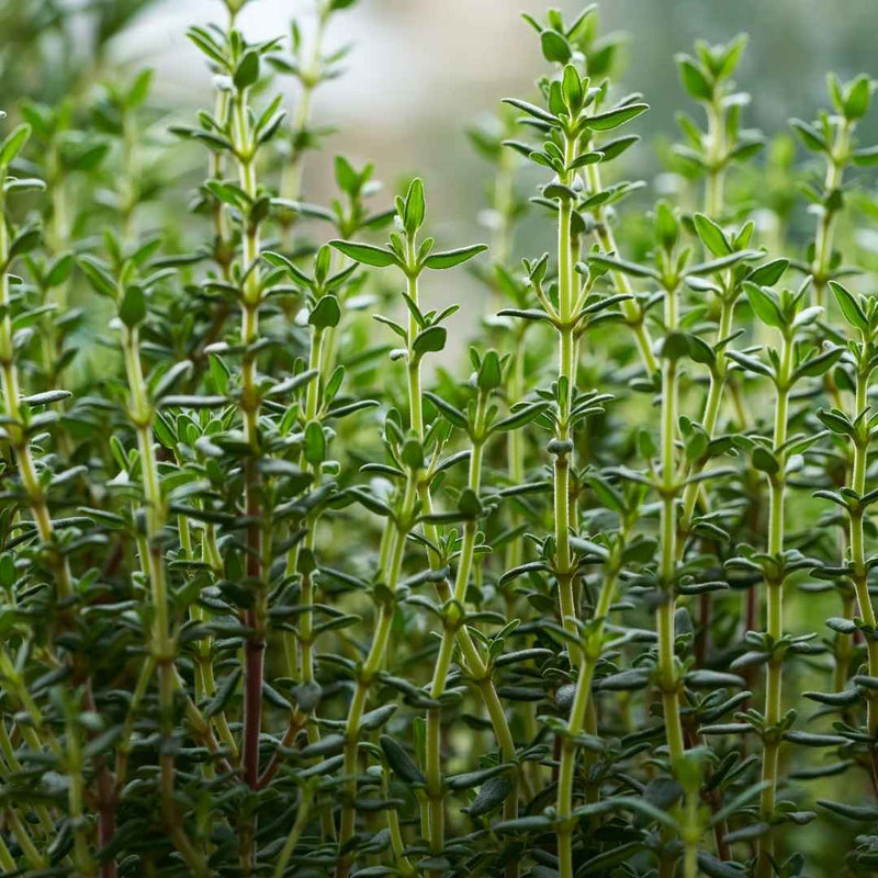 Lemon Thyme Plant Vegetables