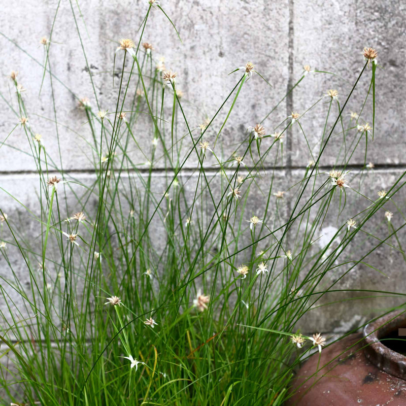Star Grass | Dichromena colorata Pond Plants