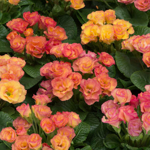 Primula 'Primlet Sunrise' Annual Bedding