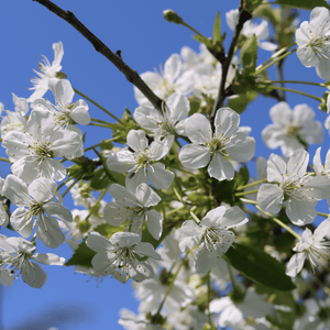 Morello Cherry Tree Fruit Trees