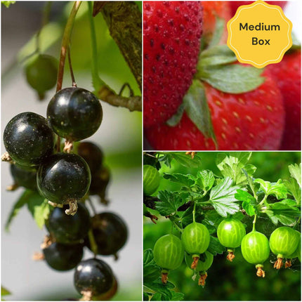 Jam Maker's Fruit Plants Collection | Allotment in a Box Soft Fruit