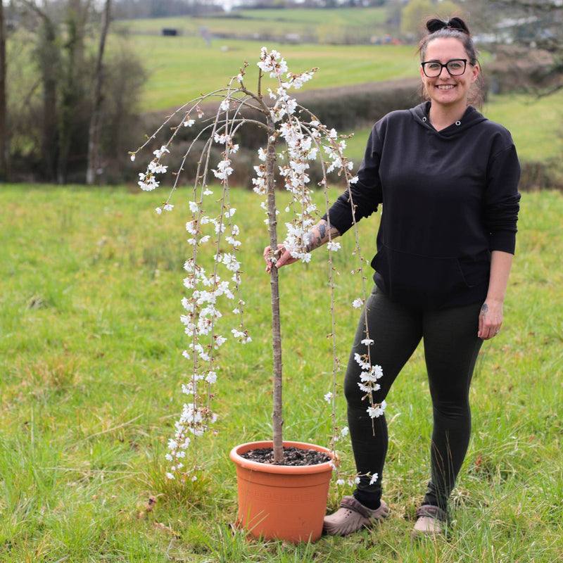 Dwarf White Weeping Cherry Blossom Tree | Prunus 'Snow Showers' Ornamental Trees