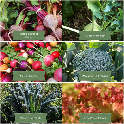 Best Vegetables for Shade | Grower's Choice Vegetable Plants