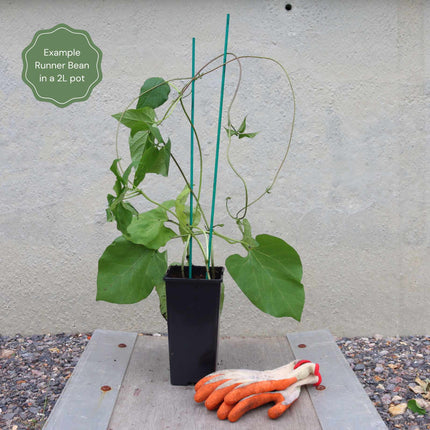 'Enorma' Runner Bean Plants Vegetables