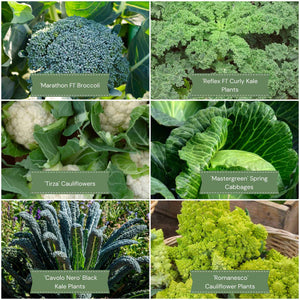Gourmet Brassica Collection Vegetables