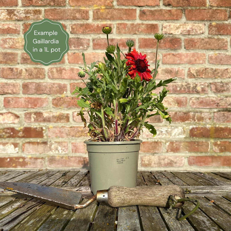 Gaillardia 'Mesa Red' Perennial Bedding