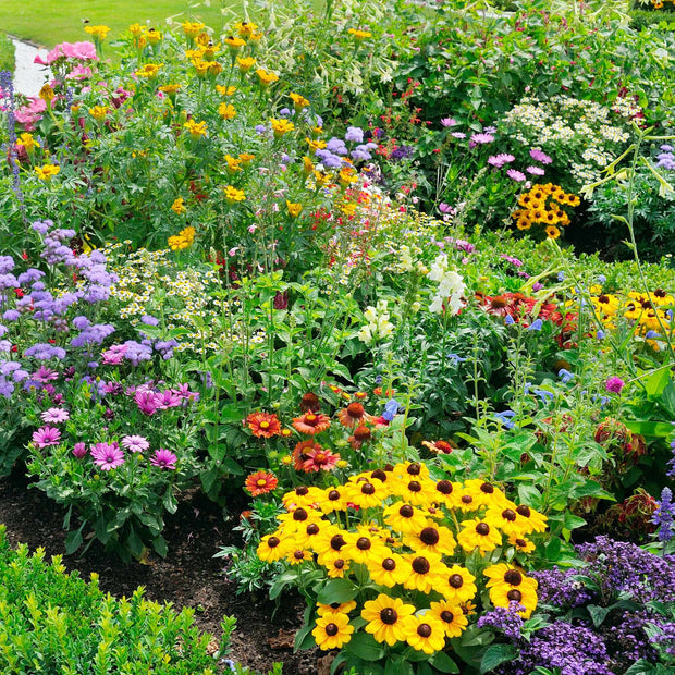 Best Perennial Plants Collections | Growers' Choice Perennial Bedding