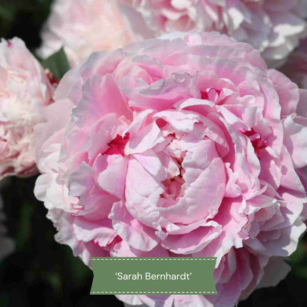 Perfect Peony Plants Collection Perennial Bedding
