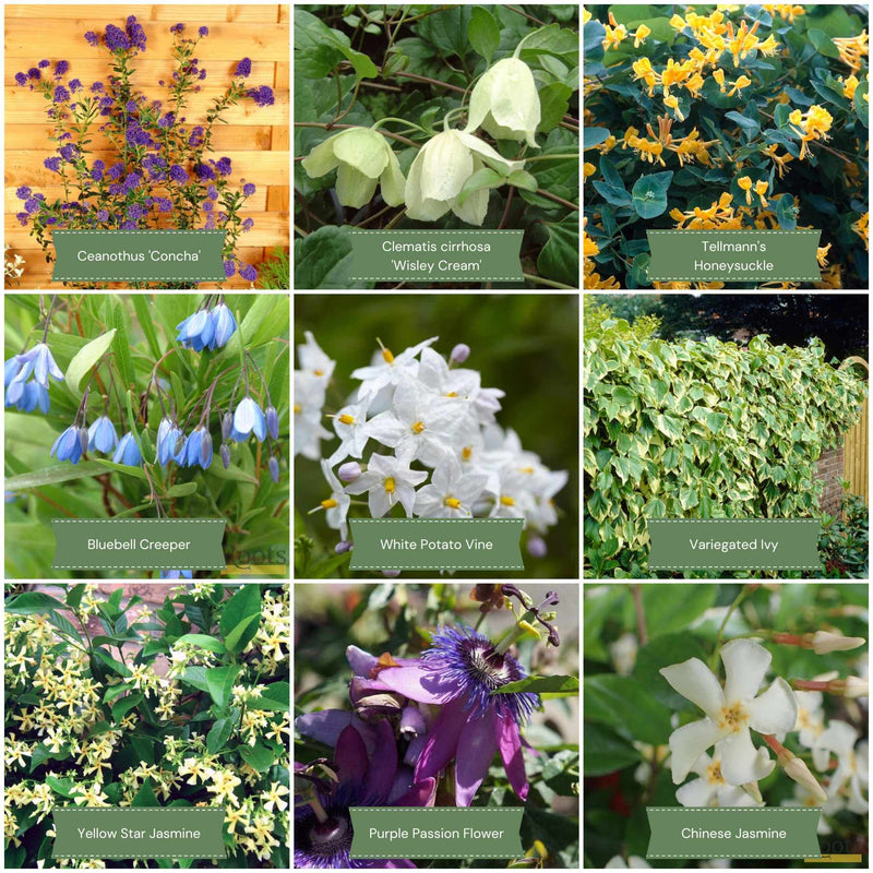 Evergreen Climbers Collection Climbing Plants