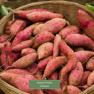 Best Sweet Potato Plants | Grower's Choice Vegetables