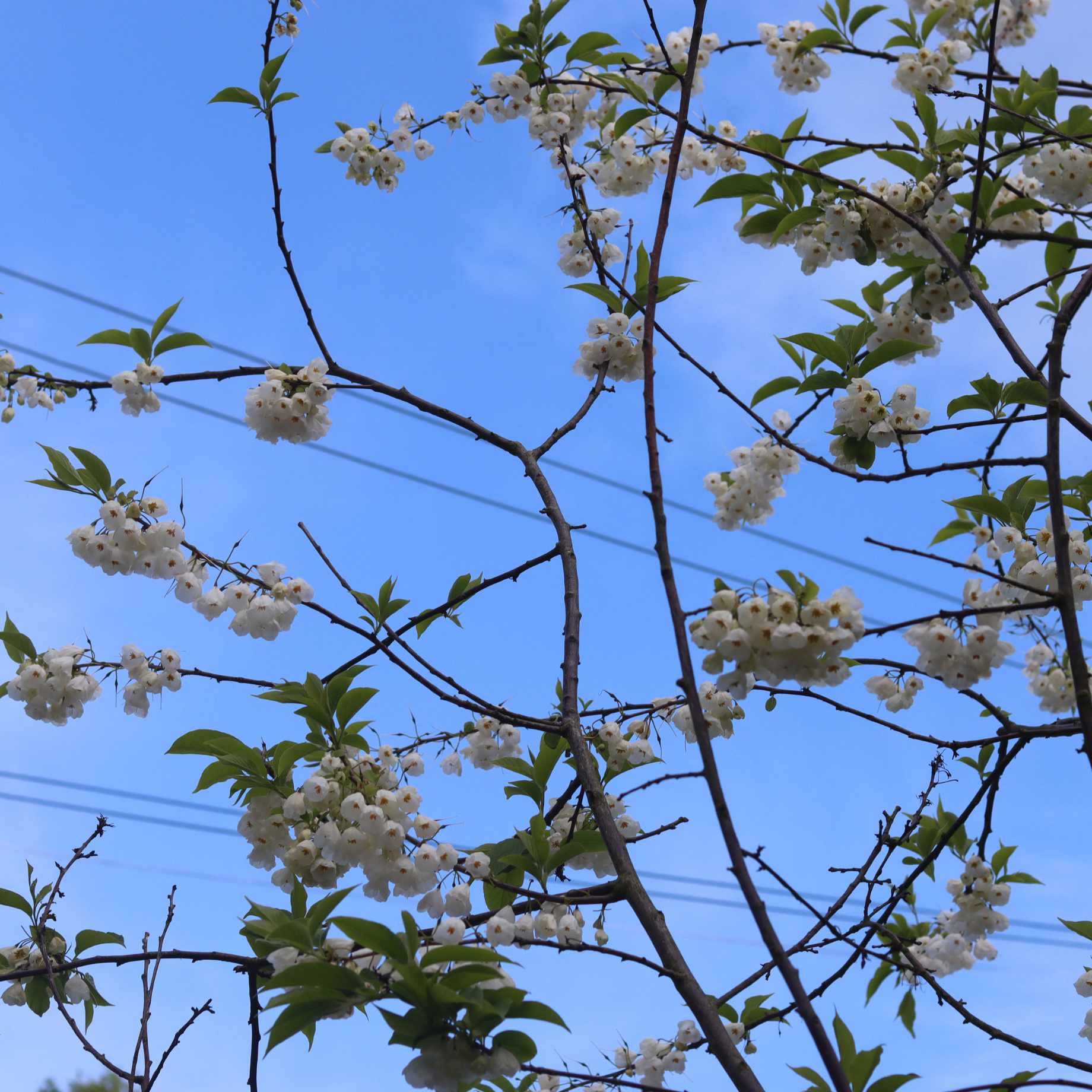 Dwarf White Weeping Cherry Blossom Tree Prunus 'Snow Showers' Roots