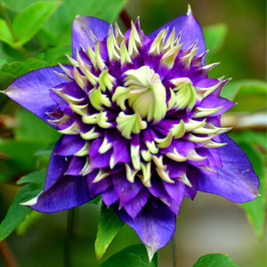 Clematis florida 'Taiga' Climbing Plants