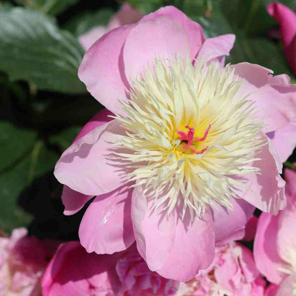 Peony 'Bowl of Beauty' Perennial Bedding