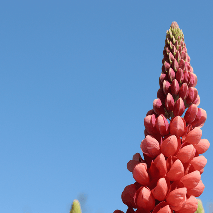 Lupin West Country Tequila Flame Perennial Bedding