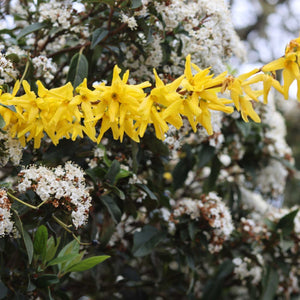 Golden Bells | Forsythia intermedia 'Spectabilis' Ornamental Trees