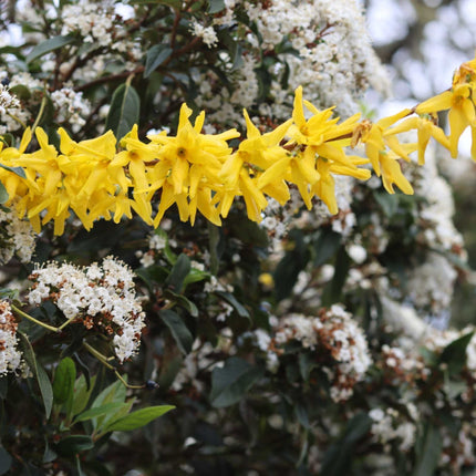 Golden Bells | Forsythia intermedia 'Spectabilis' Ornamental Trees