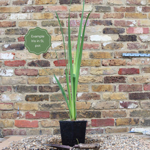 Iris pseudacorus Pond Plants
