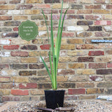 Iris pseudacorus Pond Plants