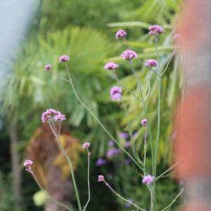 Verbena bonariensis Perennial Bedding