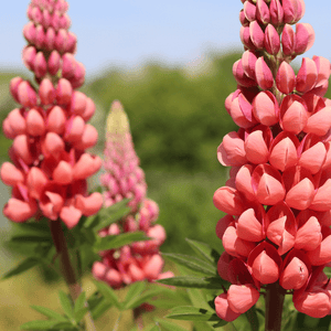 Lupin West Country Tequila Flame Perennial Bedding