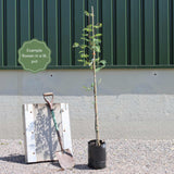 Mountain Ash Rowan Tree | Sorbus aucuparia Ornamental Trees