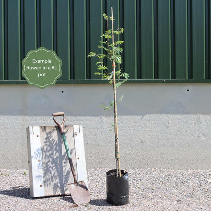 'Joseph Rock' Rowan Tree | Sorbus Ornamental Trees