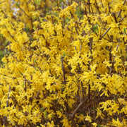 Golden Bells | Forsythia intermedia 'Spectabilis' Ornamental Trees