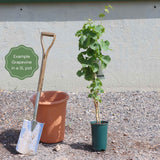 'Crimson Seedless' Outdoor Grape Vine Climbing Plants