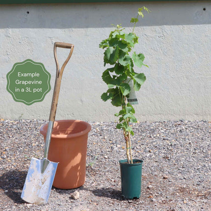 'Crimson Seedless' Outdoor Grape Vine Climbing Plants