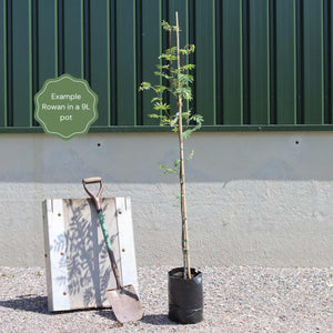 Cut Leaf Rowan Tree | Sorbus 'Chinese Lace' Ornamental Trees