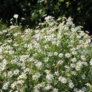 Leucanthemum 'Madonna' | Shasta Daisy Perennial Bedding