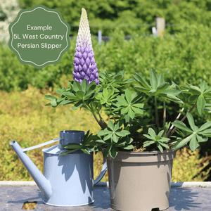 Lupin West Country Persian Slipper Perennial Bedding