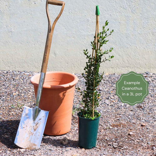 Ceanothus 'Concha' Climbing Plants