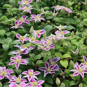 Clematis 'Nelly Moser' Climbing Plants