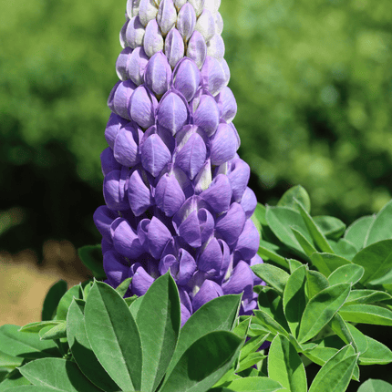 Lupin West Country Persian Slipper Perennial Bedding