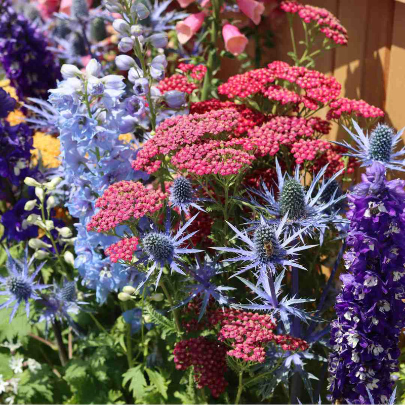 Eryngium 'Big Blue' Perennial Bedding