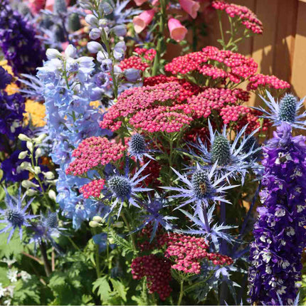 Eryngium 'Big Blue' Perennial Bedding